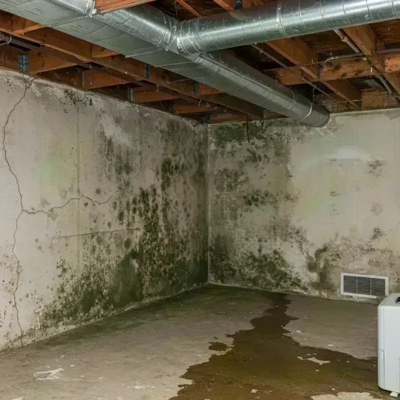 Professional Mold Removal in Mexico, MO